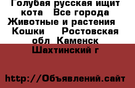 Голубая русская ищит кота - Все города Животные и растения » Кошки   . Ростовская обл.,Каменск-Шахтинский г.
